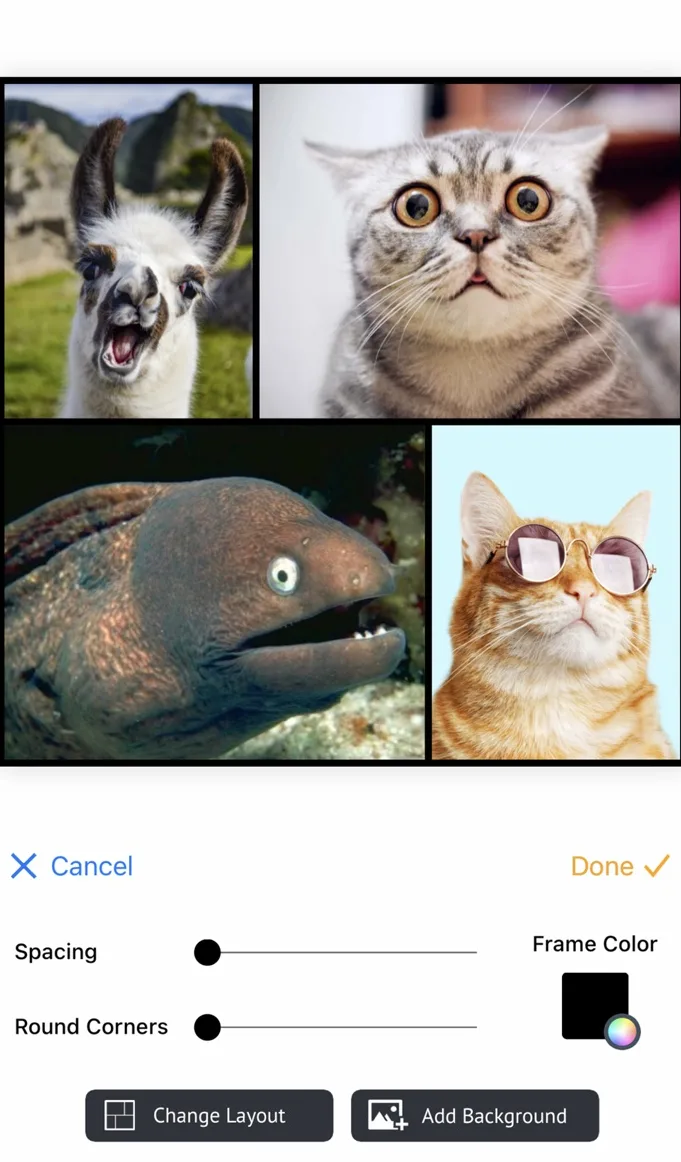 Collage Maker arranging four animal photos in a grid with spacing and round-corner sliders, a frame color swatch and Change Layout and Add Background buttons